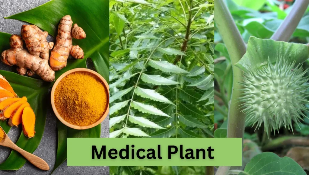 Medical Plants pic 